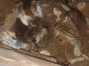 Gato raça vira lata idade Abaixo de 2 meses nome sem nome