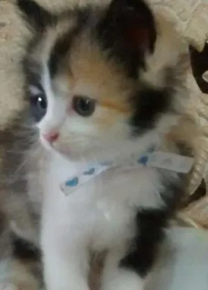 Gato raça Mestiça de Siamês idade 2 a 6 meses nome Sem nome