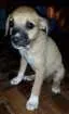 Cachorro raça SRD idade Abaixo de 2 meses nome Filhote