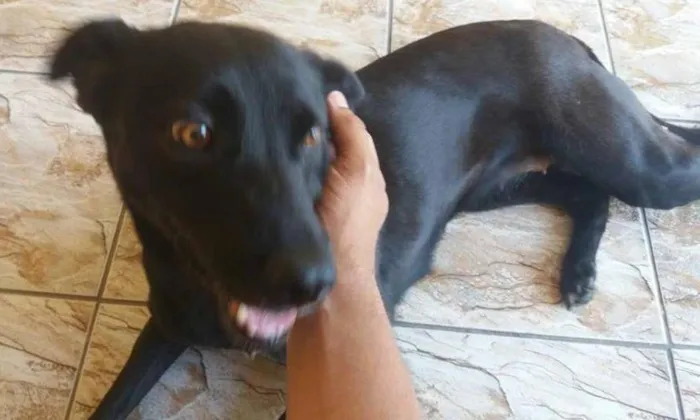 Cachorro ra a  idade 3 anos nome Preta