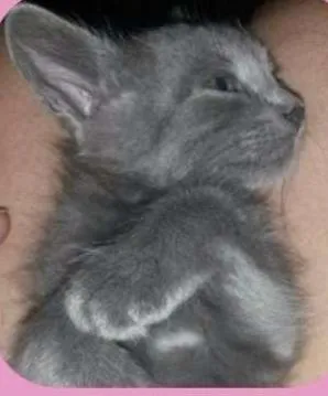 Gato raça SRD idade Abaixo de 2 meses nome Gatinha