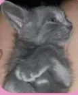 Gatinha