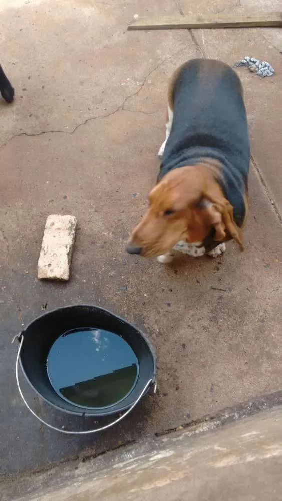 Cachorro ra a Basset- idade 7 a 11 meses nome Darwin
