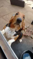 Darwin