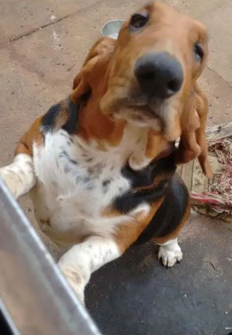 Cachorro ra a Basset- idade 7 a 11 meses nome Darwin