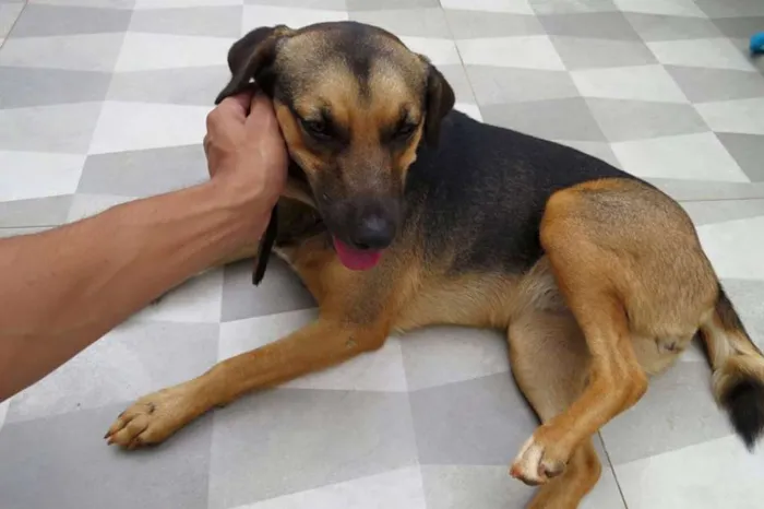 Cachorro ra a SRD idade 7 a 11 meses nome Pretinha