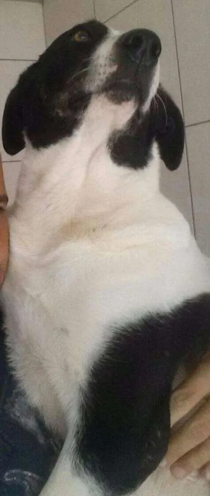 Cachorro ra a SRD idade 1 ano nome Mimosa
