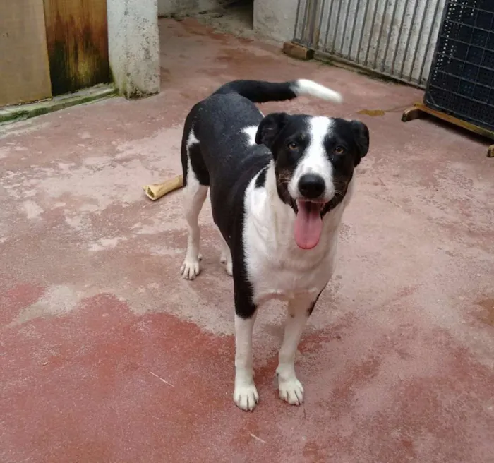 Cachorro ra a SRD idade 1 ano nome Mimosa