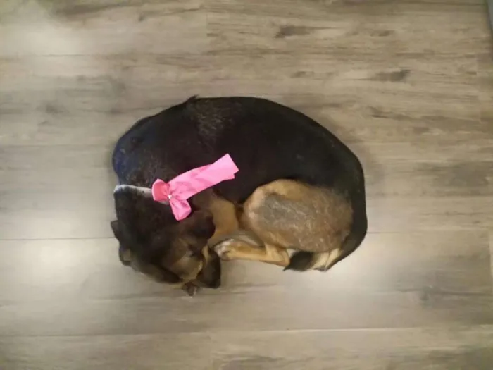 Cachorro ra a SRD idade 7 a 11 meses nome Pretinha
