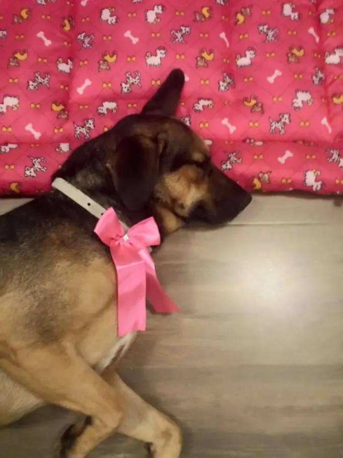 Cachorro ra a SRD idade 7 a 11 meses nome Pretinha