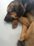 Pretinha