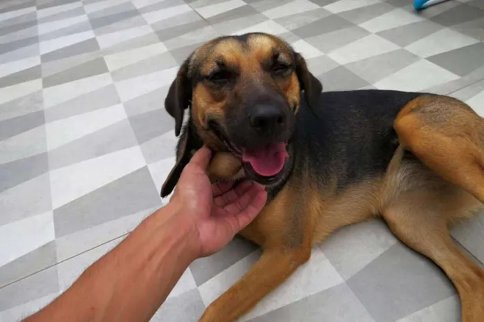 Cachorro ra a SRD idade 7 a 11 meses nome Pretinha