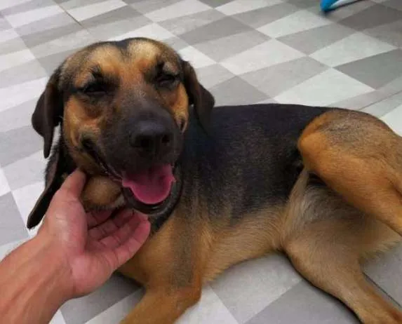 Cachorro ra a SRD idade 7 a 11 meses nome Pretinha