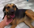 Pretinha