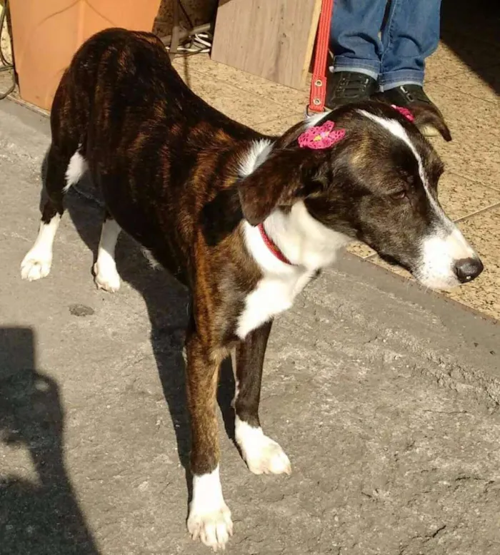 Cachorro ra a SRD idade 1 ano nome Sofia