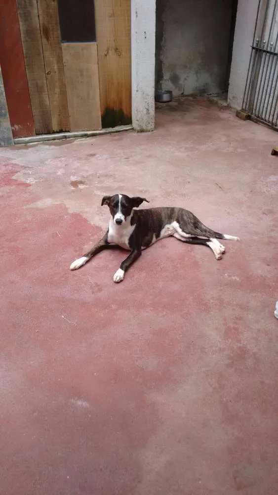 Cachorro ra a SRD idade 1 ano nome Sofia