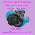 Tigradinha