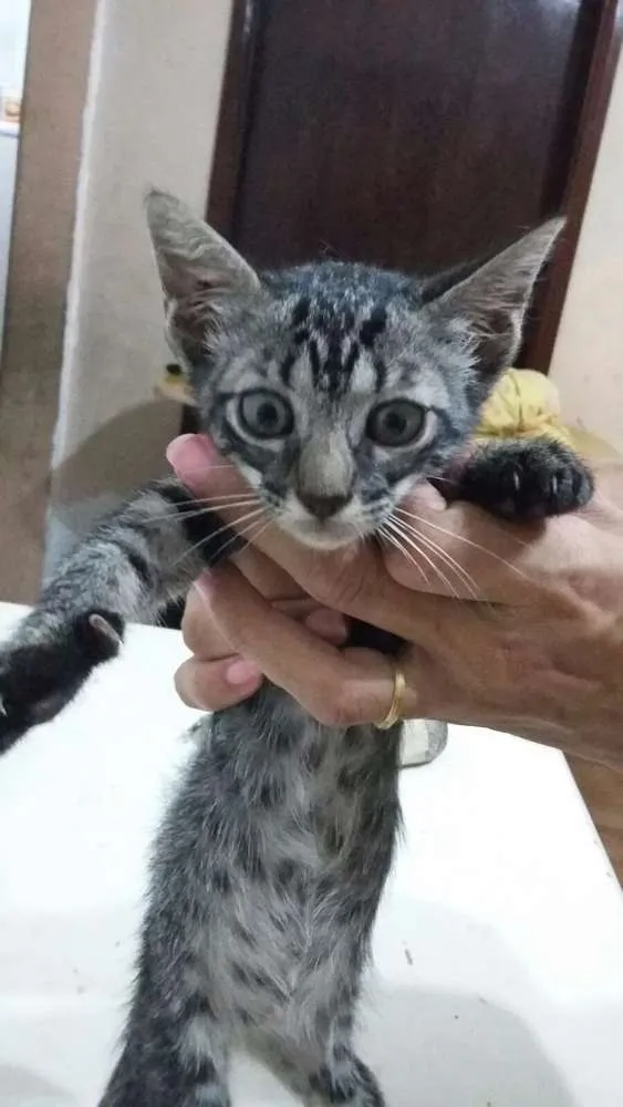Gato ra a Srd idade 2 a 6 meses nome Tigradinha