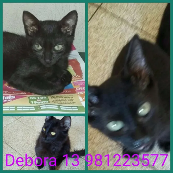 Gato ra a Srd idade 2 a 6 meses nome Pretinha