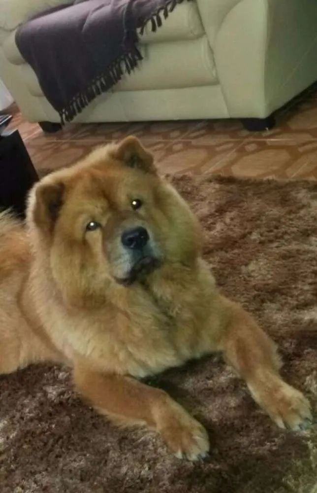 Cachorro raça Chow Chow idade 2 anos nome chokito