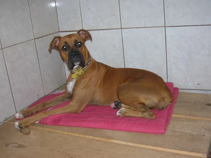Cachorro ra a Boxer idade 5 anos nome Mel