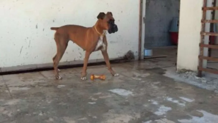 Cachorro ra a Boxer idade 5 anos nome Mel