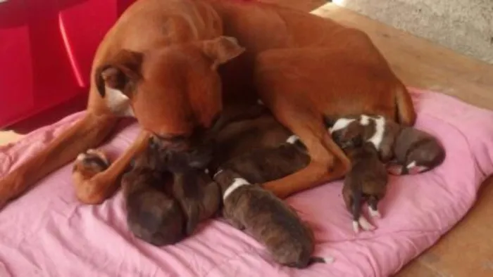 Cachorro ra a Boxer idade 5 anos nome Mel