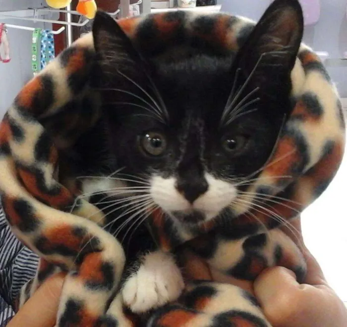 Gato ra a Srd idade 2 a 6 meses nome Tom