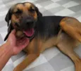 Pretinha