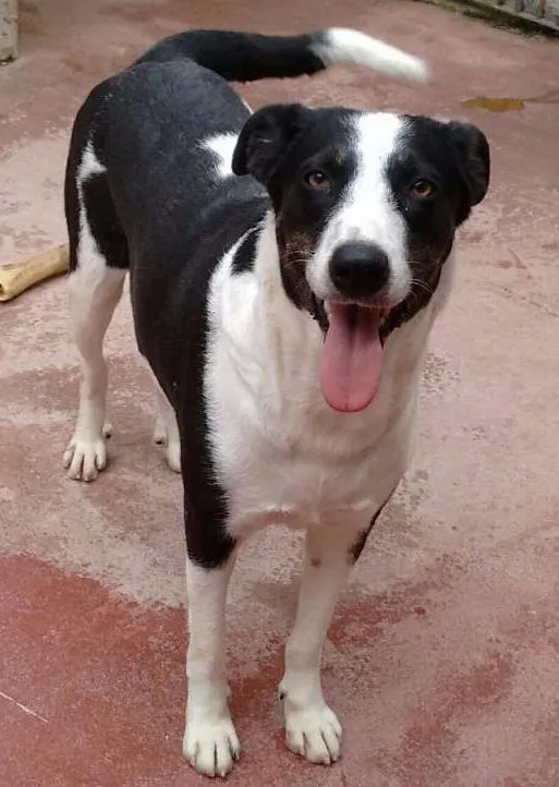 Cachorro ra a SRD idade 1 ano nome Mimosa
