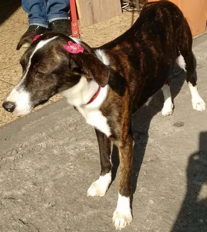 Cachorro ra a SRD idade 1 ano nome Sofia