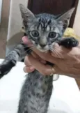 Tigradinha