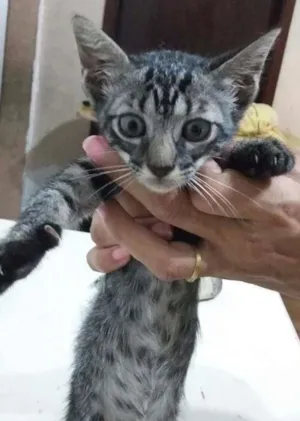 Gato raça Srd idade 2 a 6 meses nome Tigradinha