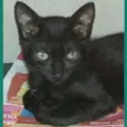 Pretinha