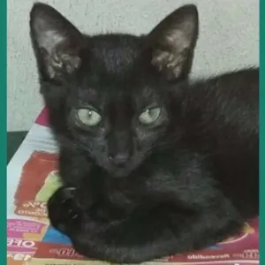 Gato raça Srd idade 2 a 6 meses nome Pretinha