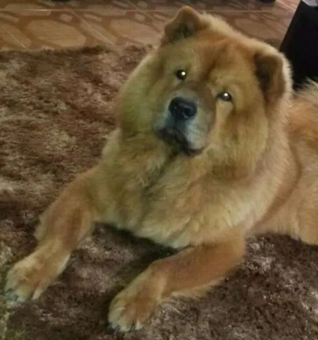 Cachorro raça Chow Chow idade 2 anos nome chokito