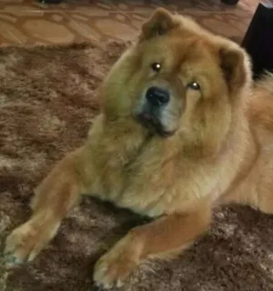 Cachorro raça Chow Chow idade 2 anos nome chokito