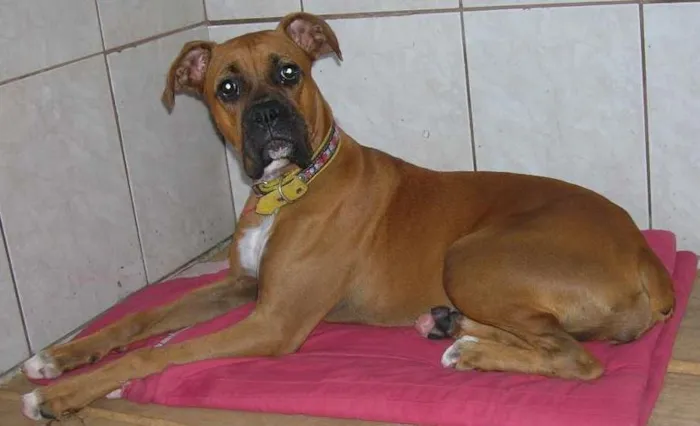 Cachorro ra a Boxer idade 5 anos nome Mel