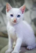 Gatos variados