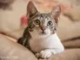 Gatos variados