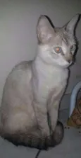 Gatos variados