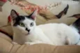 Gatos variados
