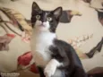 Gatos variados