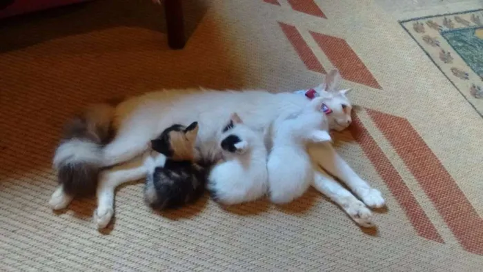Gato ra a SRD idade Abaixo de 2 meses nome Oliver. Pitty e Flor