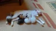 Oliver. Pitty e Flor