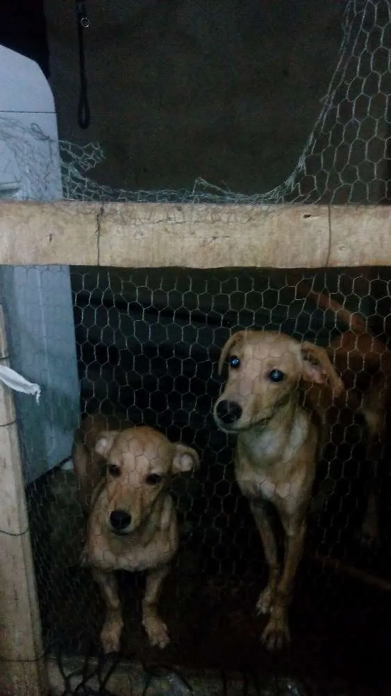 Cachorro raça vl idade 7 a 11 meses nome safira,yula,snoopy