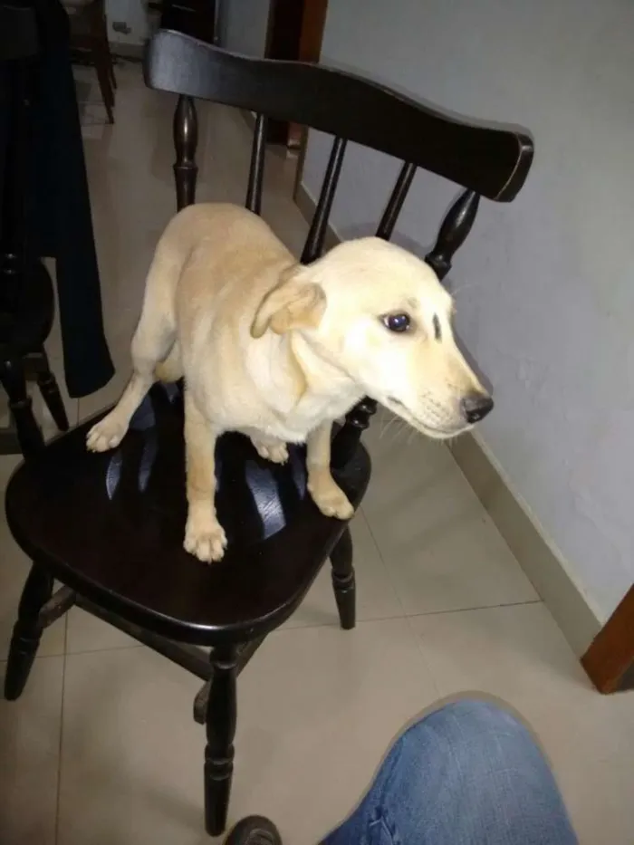 Cachorro ra a labrador com pit bul idade 2 a 6 meses nome Sabrina