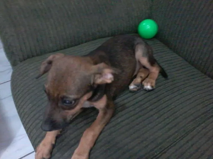 Cachorro ra a vira lata idade Abaixo de 2 meses nome lucas_eod@hotmail.com