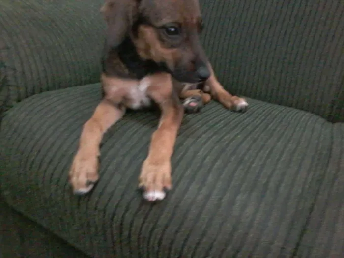 Cachorro ra a vira lata idade Abaixo de 2 meses nome sofia