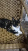 Gatinho